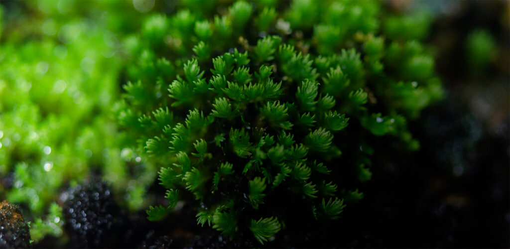 Mchy stanowią podstawę obsady roślinnego każdego terrarium.