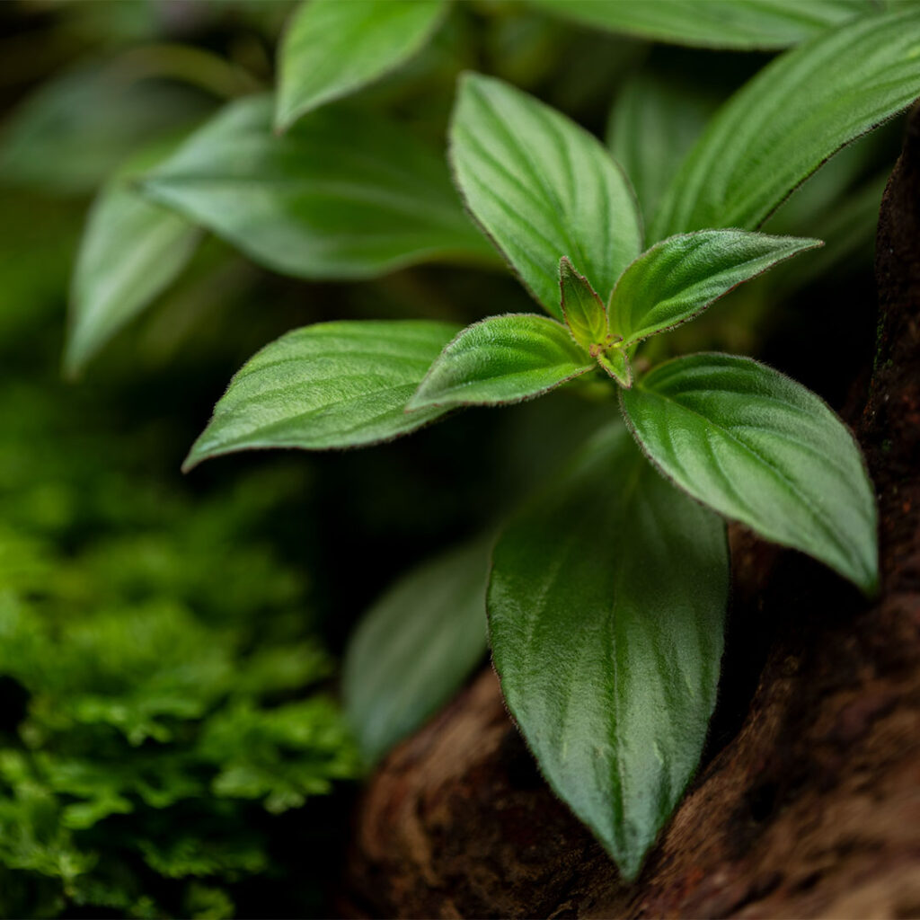 Terrarium na wymiar jako habitat mnogiej liczby roślin egzotycznych.