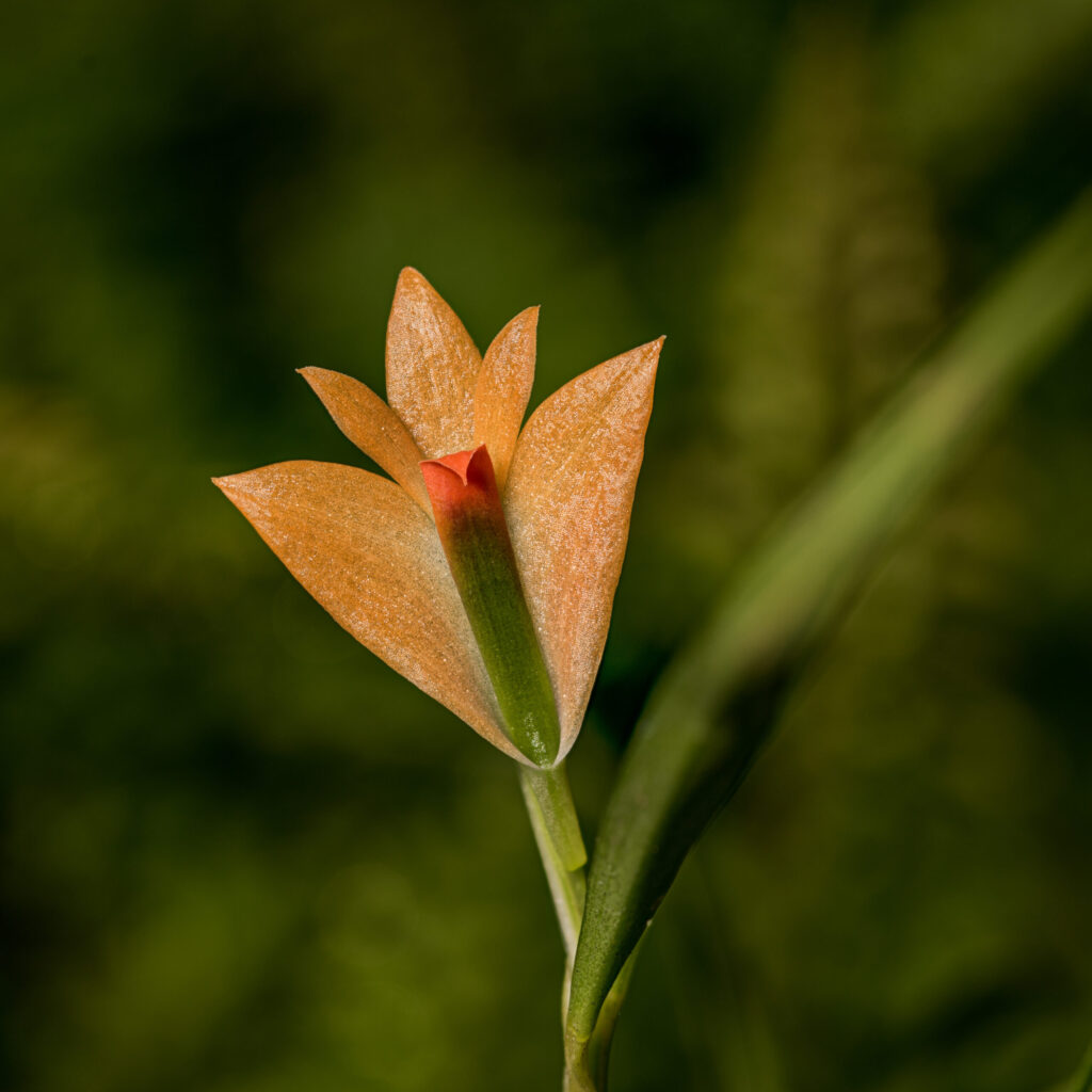 Dendrobium Jean Minet jest niełatwym w uprawie storczykiem klimatu umiarkowanego.