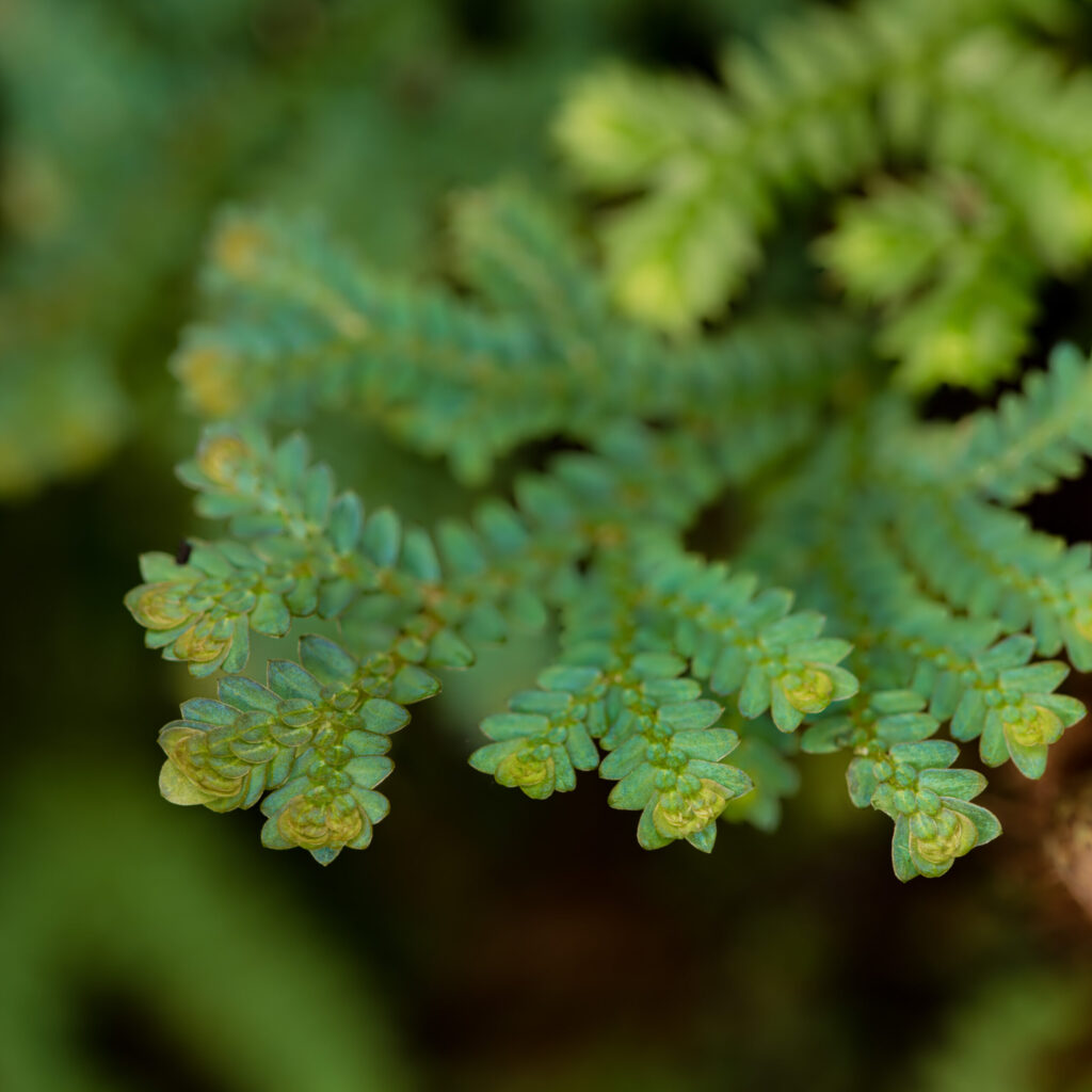 Selaginella uncinata pożądana roślina do wiwarium tropikalnego stanowi uzupełnienie dolnych partii zamkniętego terrarium.