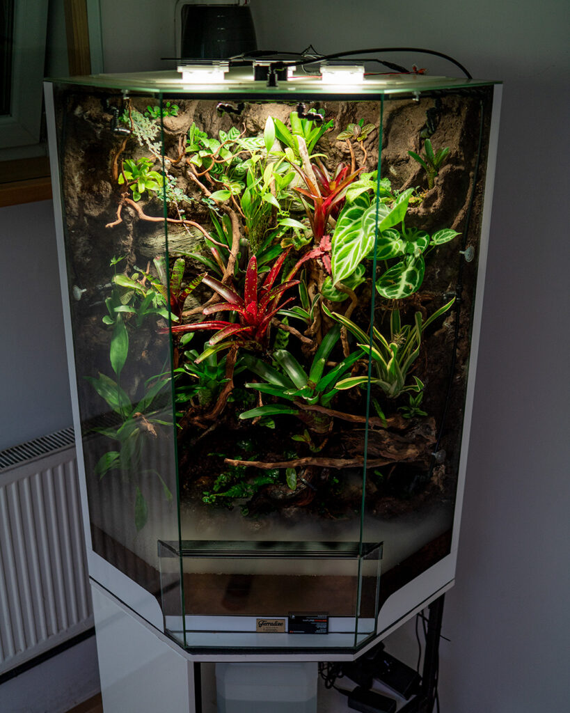 Domowe szklane terrarium z roślinami tropikalnymi typu paludarium.