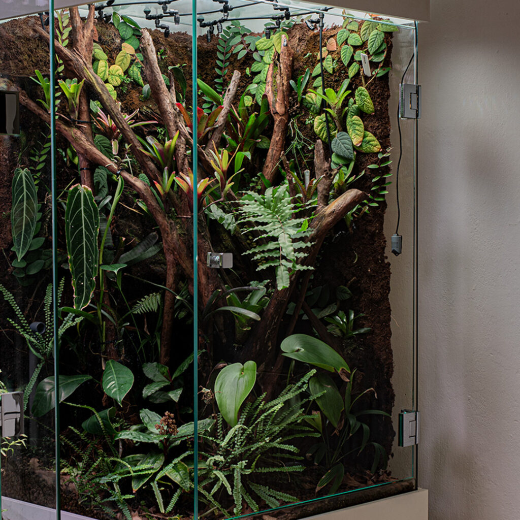 Szklane ścienne terrarium roślin tropikalnych.