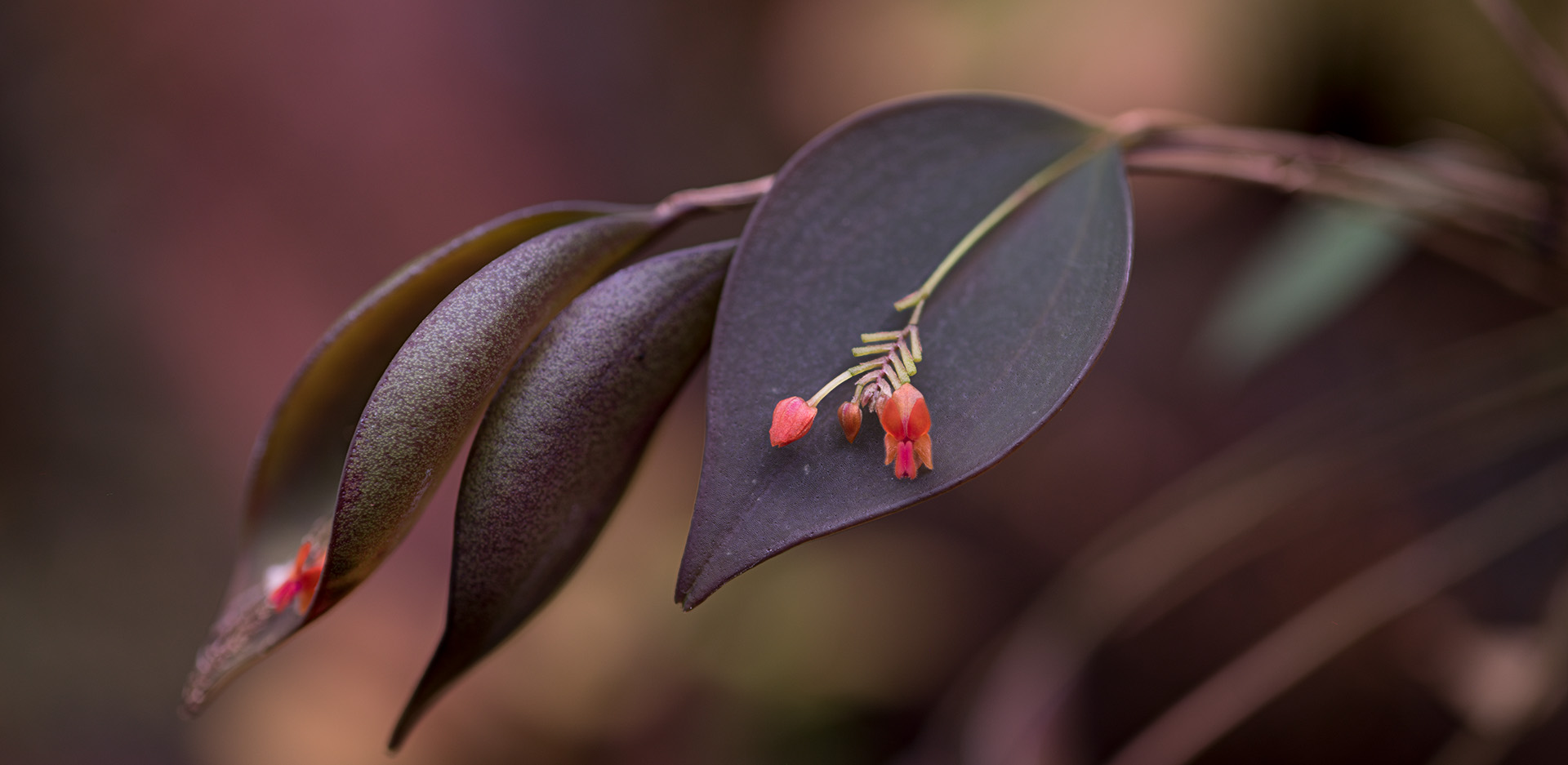 Lepanthes fimbriata to miniaturowy storczyk o ciemnych liściach i długiej łodydze, w odpowiednich warunkach terrarium odwdzięczy się kwitnieniem.