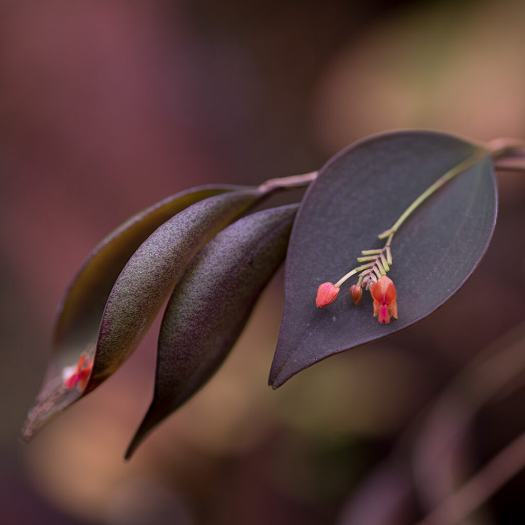 Lepanthes fimbriata to miniaturowy storczyk o ciemnych liściach i długiej łodydze, w odpowiednich warunkach terrarium odwdzięczy się kwitnieniem.