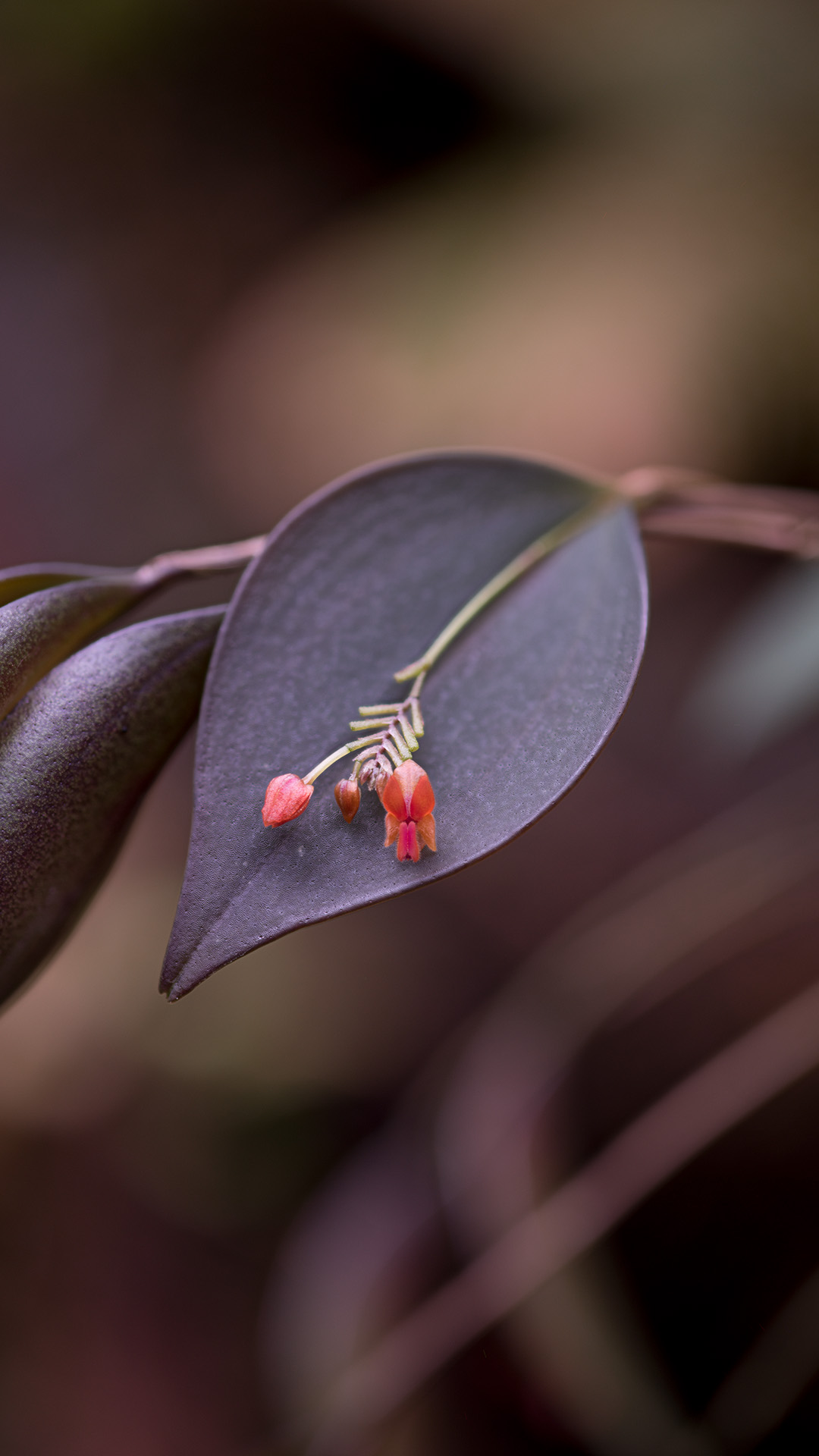 Lepanthes fimbriata to miniaturowy storczyk o ciemnych liściach i długiej łodydze, w odpowiednich warunkach terrarium odwdzięczy się kwitnieniem.