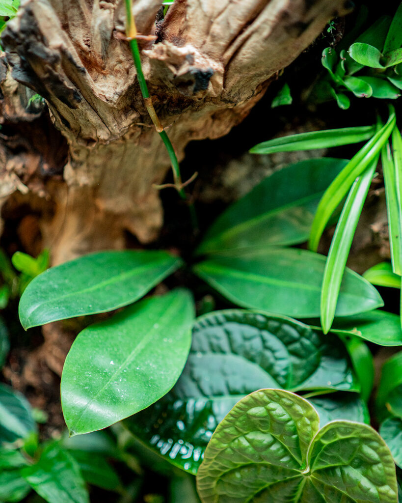 Terrarium tropikalne może stać się habitatem wielu egzotycznych roślin.