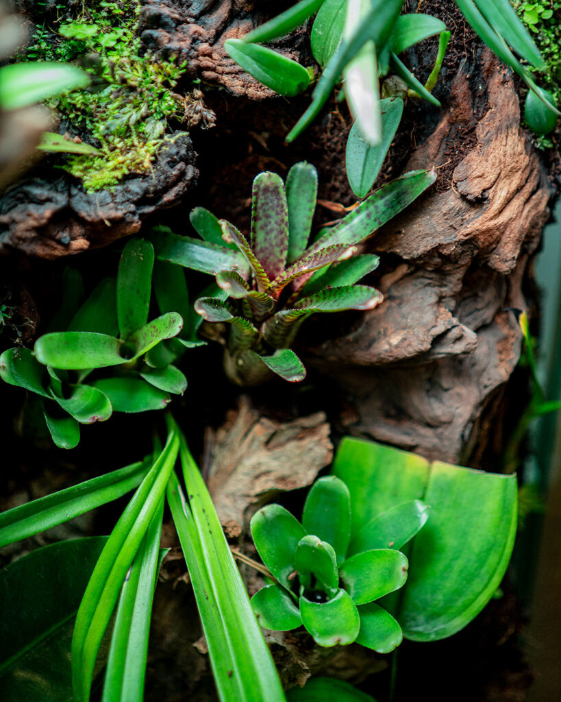 Rośliny egzotyczne w szklanym terrarium ściennym.