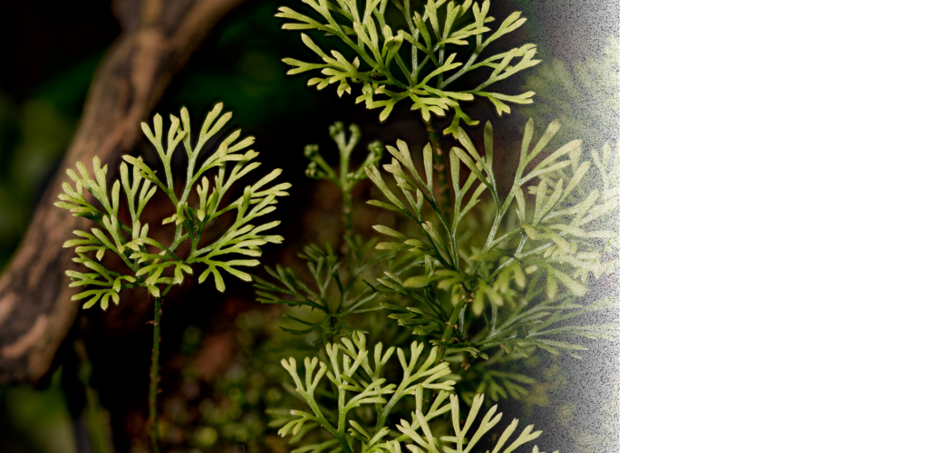 Elaphoglossum peltatum to miniaturowa paproć będąca unikatową rośliną w terrarium roślinnym.